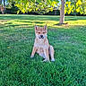 Bailey participe au concours pour gagner de l'argent avec cette photo : dog, puppy, shiba_inu, sitting, grass, garden, outdoors, nature, tree, leaves, sunlight, portrait, pet, canine, fur, ears, paws, backyard, greenery, animal