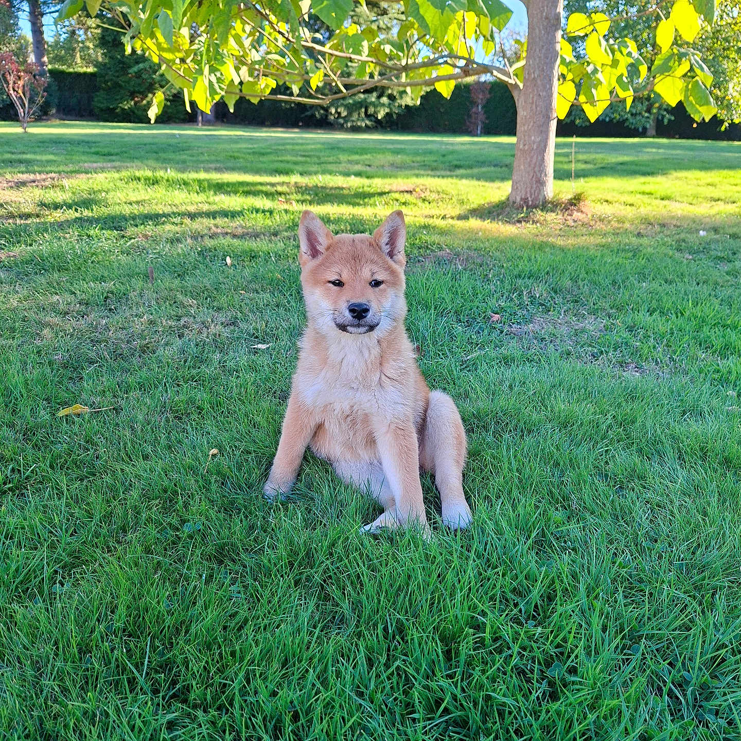 Bailey participe au concours pour gagner de l'argent avec cette photo : dog, puppy, shiba_inu, sitting, grass, garden, outdoors, nature, tree, leaves, sunlight, portrait, pet, canine, fur, ears, paws, backyard, greenery, animal