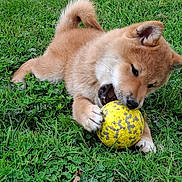 Bailey a rejoint le concours — aidez-le/la à gagner de superbes lots ! dog, puppy, shiba_inu, tan_fur, grass, outdoor, garden, yellow_ball, toy, playing, chewing, lying_down, curled_tail, pointed_ears, black_nose, white_chest, pet, canine, closeup, daylight