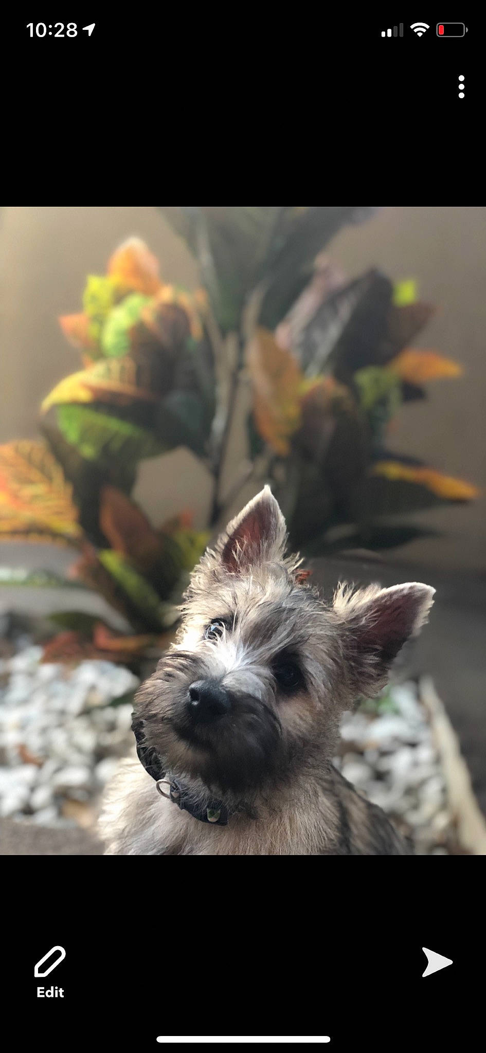Chewie is registered to the contest to win money with this photo: canidae, carnivore, companion_dog, dog, dog_breed, fur, leaf, plant, schnauzer, small_terrier, snapshot, snout, sporting_group, terrier, whiskers, working_animal