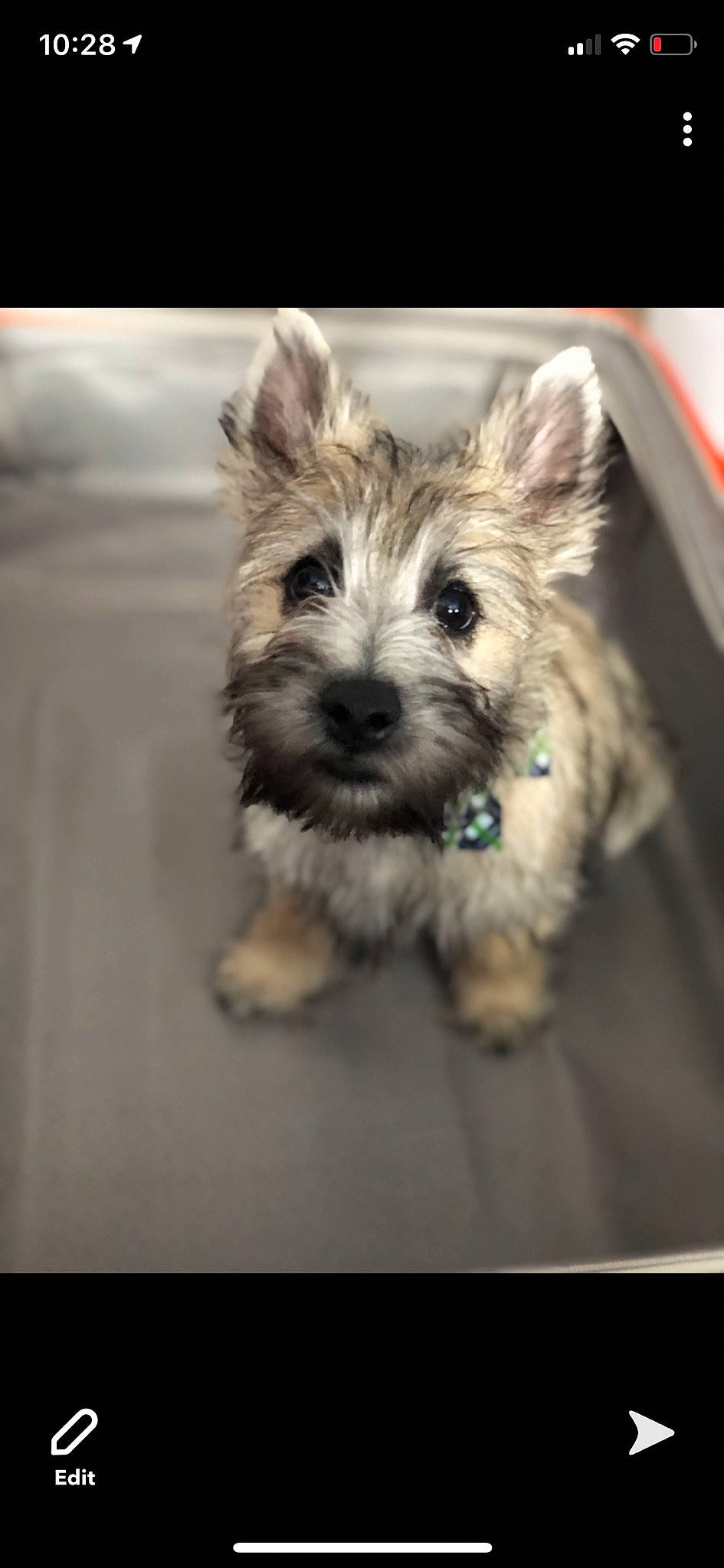 Chewie joined the competition — help win amazing prizes! biewer_terrier, canidae, carnivore, companion_dog, dog, dog_breed, dog_supply, font, fur, non_sporting_group, screenshot, small_terrier, snout, sporting_group, terrier, toy_dog, working_animal, yorkipoo