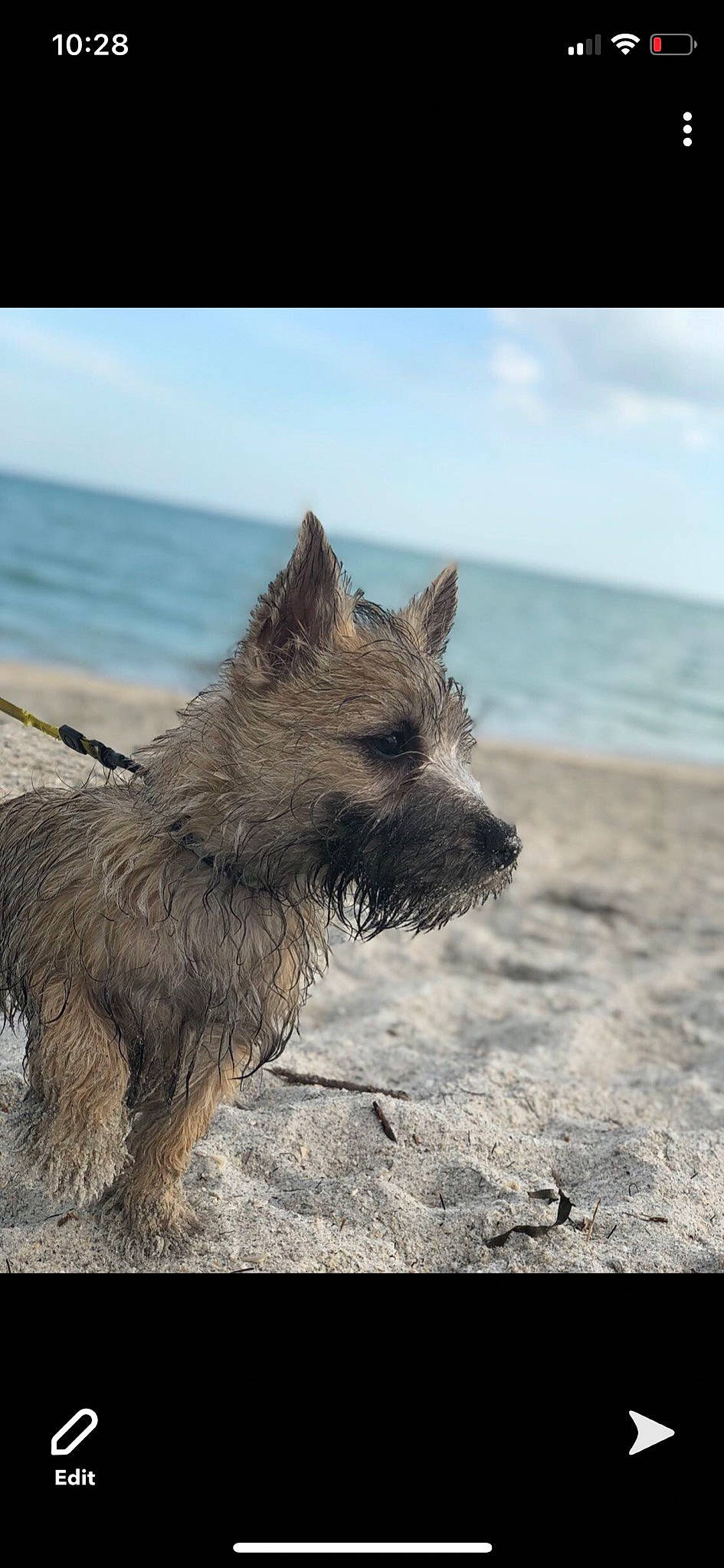 Chewie joined the competition — help win amazing prizes! beach, carnivore, cloud, coast, companion_dog, dog, dog_breed, horizon, ocean, sky, small_terrier, snout, sporting_group, tail, terrestrial_animal, terrier, water, wind_wave, wood, working_terrier