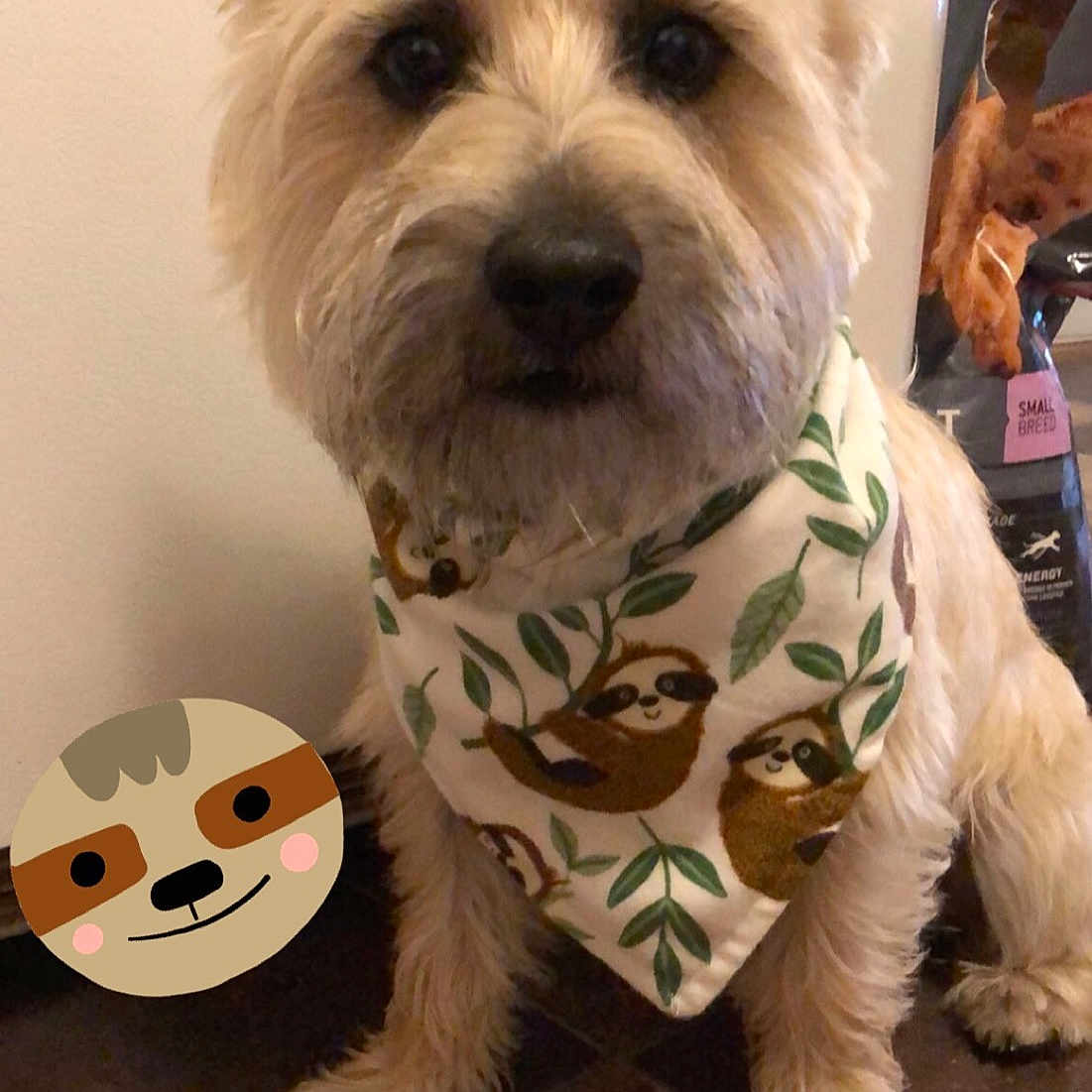 Chewie joined the competition — help win amazing prizes! biewer_terrier, calabaza, canidae, carnivore, companion_dog, dog, dog_breed, dog_clothes, dog_supply, flooring, fur, pumpkin, small_terrier, snout, sporting_group, tail, terrier, toy, toy_dog, working_animal