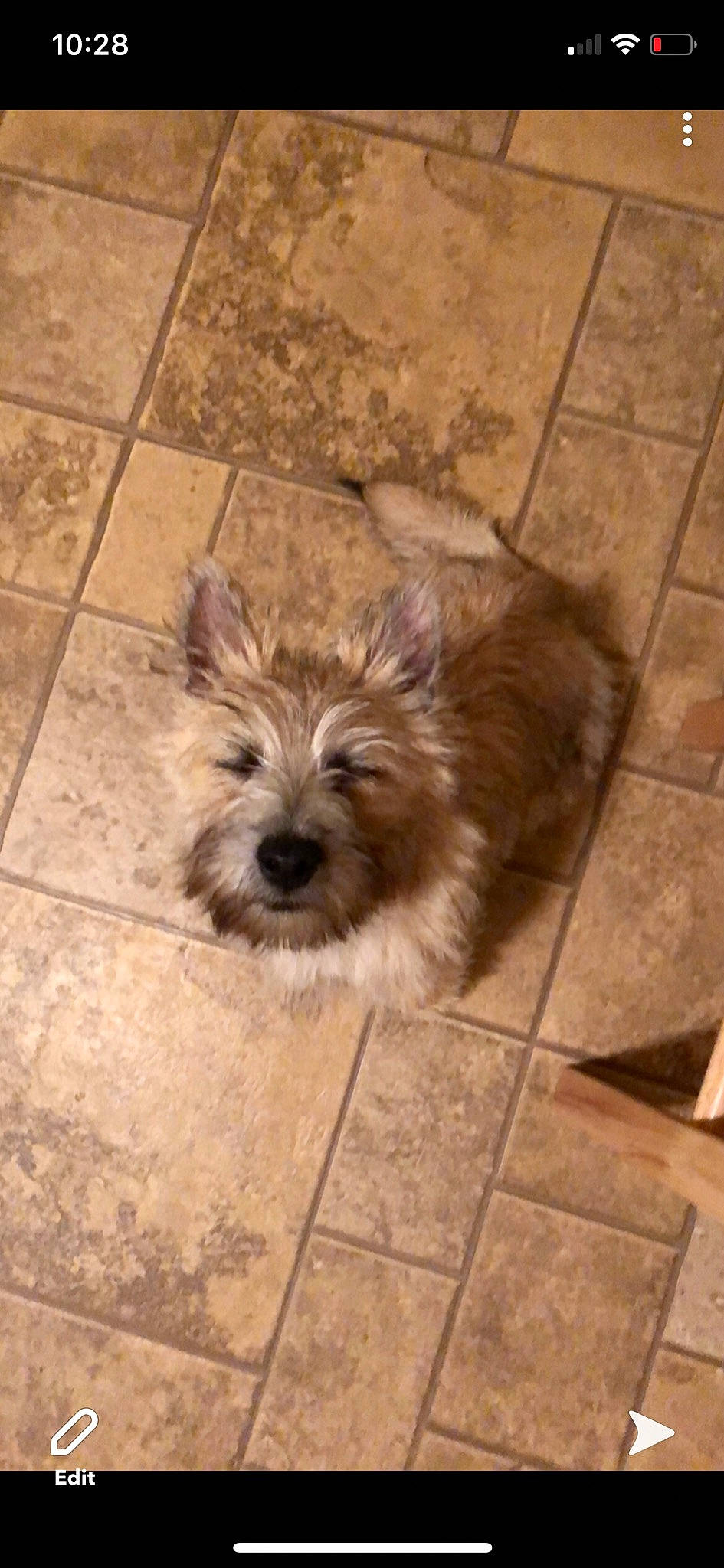 Chewie is registered to the contest to win money with this photo: canidae, carnivore, companion_dog, dog, dog_breed, fawn, floor, flooring, fur, hardwood, liver, road_surface, small_terrier, snout, sporting_group, terrestrial_animal, tile_flooring, toy_dog, wood, working_animal