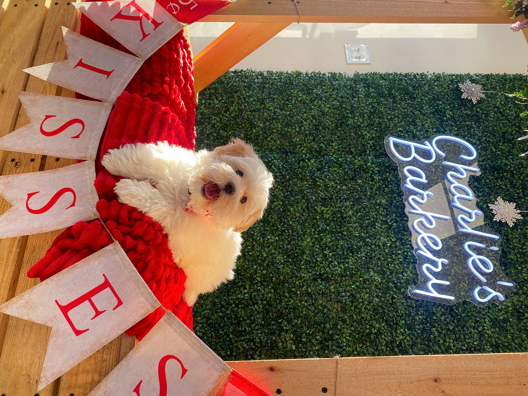 Milo joined the competition — help win amazing prizes! carmine, chalk, companion_dog, event, fashion_accessory, flooring, font, fur, grass, handwriting, holiday, mammal, paper, paper_product, plant, rectangle, red, sunglasses, vertebrate, wing