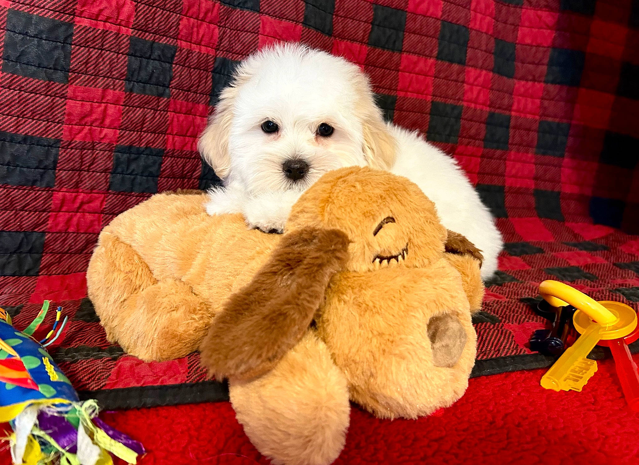 Milo joined the competition — help win amazing prizes! baby_toys, canidae, carnivore, companion_dog, dog, dog_breed, fur, linens, pattern, plaid, plush, puppy, sporting_group, stuffed_toy, sunglasses, tartan, textile, toy, toy_dog, working_animal