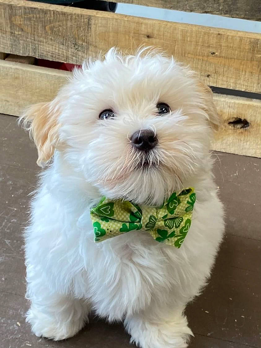 Milo joined the competition — help win amazing prizes! canidae, carnivore, collar, companion_dog, dog, dog_breed, dog_clothes, dog_collar, dog_supply, fur, labradoodle, mal_shi, maltepoo, pet_supply, small_terrier, snout, sporting_group, terrier, toy_dog, working_animal