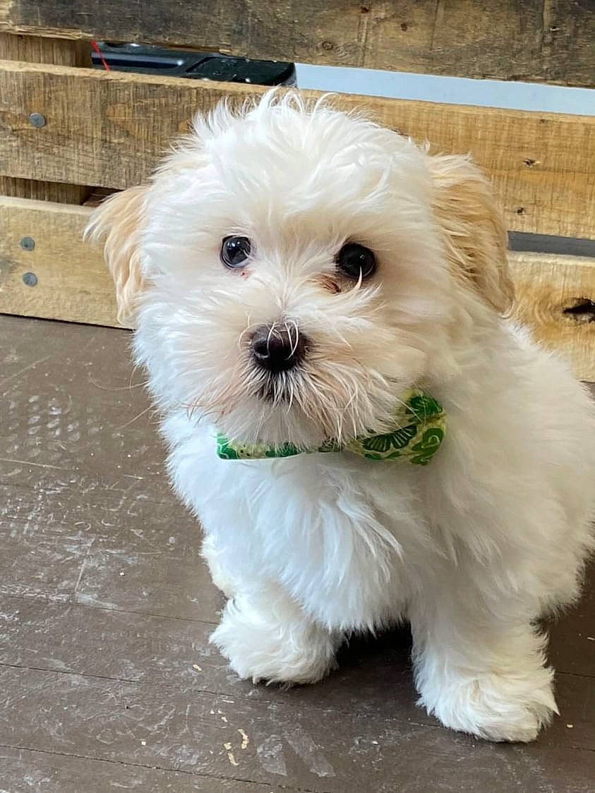 Milo joined the competition — help win amazing prizes! canidae, carnivore, collar, companion_dog, dog, dog_breed, dog_collar, dog_supply, fur, mal_shi, maltepoo, non_sporting_group, pet_supply, shih_poo, small_terrier, snout, sporting_group, terrier, toy_dog, working_animal