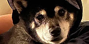 Leo The Shiba joined the competition — help win amazing prizes! dog, pet, cap, hat, indoor, couch, beige, fur, animal, portrait, black, brown, face, ears, closeup, relaxed, seated, looking, canine, companion