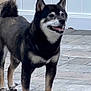 dog, shiba_inu, animal, pet, canine, standing, outdoor, happy, tail, ears, fur, paws, smiling, side_view, patio, tiles, domestic_animal, mammal, companion, alert