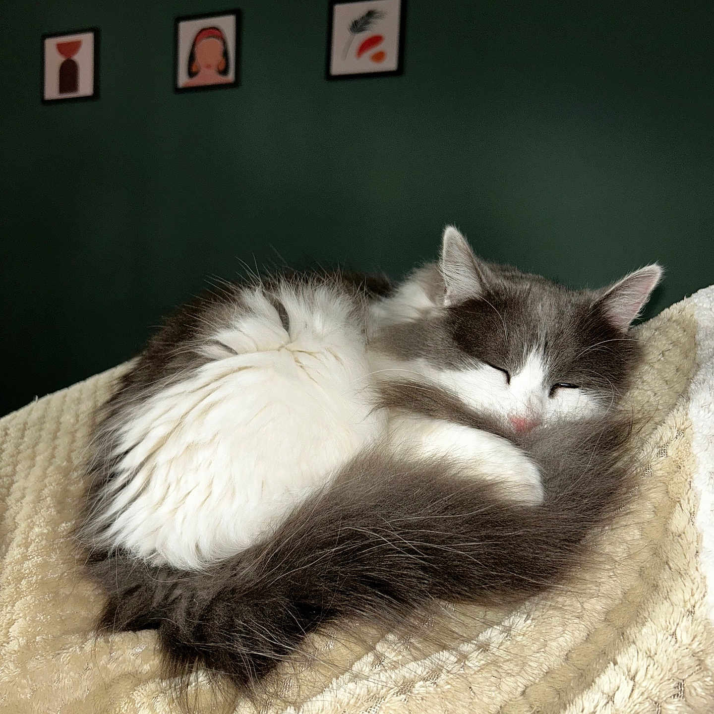 Lola participe au concours pour gagner de l'argent avec cette photo : abyssinian, angora, animal, art, bed, bedroom, blanket, cat, couch, furniture, homedecor, indoors, kitten, linen, manx, painting, pet, photoframe, quilt, siamese