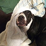 Sugar is registered to the contest to win money with this photo: dog, black_and_white, towel, blanket, couch, indoor, pet, animal, fur, looking_up, resting, comfortable, wide_eyes, nose, ears, wrinkles, home, pillows, fabric, relaxed