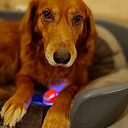 Izak participe au concours pour gagner de l'argent avec cette photo : animal, canine, cockerspaniel, computerhardware, dog, electronics, goldenretriever, hardware, hound, labradorretriever, machine, mouse, pet, puppy, spoke, terrier