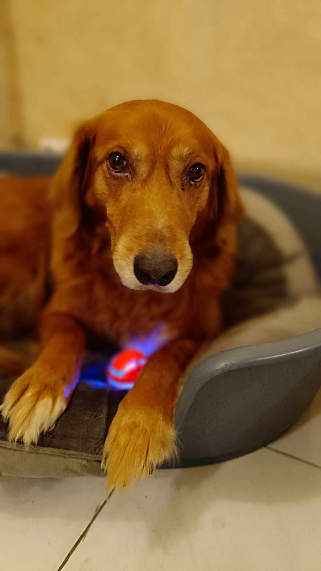 Izak participe au concours pour gagner de l'argent avec cette photo : animal, canine, cockerspaniel, computerhardware, dog, electronics, goldenretriever, hardware, hound, labradorretriever, machine, mouse, pet, puppy, spoke, terrier