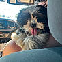 Esther Louise is registered to the contest to win money with this photo: puppy, dog, tongue_out, fluffy, black_and_white, pet, inside_car, shoulder, person, sunglasses, dashboard, daylight, cute, animal, companion, transportation, window, fur, small_dog, happy