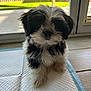 Esther Louise is registered to the contest to win money with this photo: puppy, dog, black_and_white, fluffy, indoor, training_pad, window, glass_door, pet, cute, small_dog, adorable, fur, animal, sitting, young_dog, domestic_animal, floor, sunlight, home