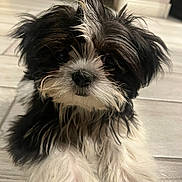 Esther Louise is registered to the contest to win money with this photo: puppy, dog, black_and_white, fluffy, cute, pet, indoor, floor, tile, fur, small_dog, portrait, animal, young_dog, adorable, close_up, lying_down, whiskers, face, nose