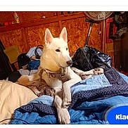 Klaws is registered to the contest to win money with this photo: dog, white_dog, bed, blanket, wooden_wall, indoor, collar, furniture, relaxed, pet, canine, blue_blanket, beige_blanket, room, comfort, resting, domestic_animal, household, portrait, animal