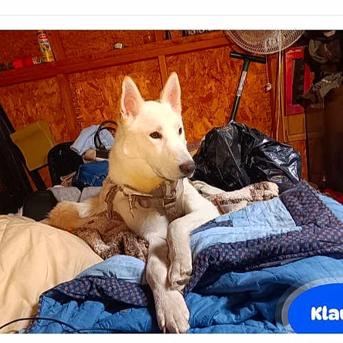 Klaws