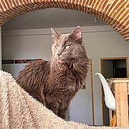 Thor a rejoint le concours — aidez-le/la à gagner de superbes lots ! cat, feline, longhair_cat, gray_cat, yellow_eyes, whiskers, ears, fluffy_fur, fur_texture, indoor, brick_arch, archway, towel, blanket, sofa, chair, wooden_table, home_interior, portrait, pet
