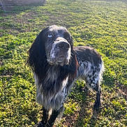 Azur a rejoint le concours — aidez-le/la à gagner de superbes lots ! dog, outdoor, grass, sunlight, portrait, speckled_coat, black_and_white, blue_eye, long_ears, furry, close_up, farm, fence, barn, paws, standing, nature, pet, snout, gaze