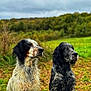 dog, dogs, canine, wet_fur, muddy, outdoor, field, grass, portrait, pair, companion, looking_away, side_profile, ears, snout, black_and_white, tricolor, nature, sky, overcast
