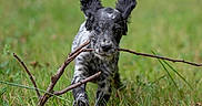 Azur participe au concours pour gagner de l'argent avec cette photo : black_and_white_spotted, blue_eyes, canine, closeup, cute, dog, field, focused, front_paw, grass, long_ears, motion, nature, outdoor, playful, portrait, puppy, running, shallow_depth_of_field, stick
