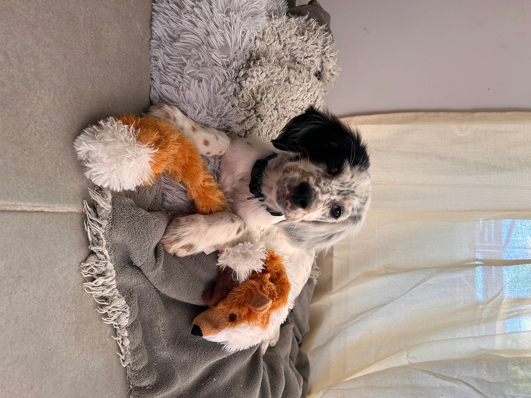 Viper participe au concours pour gagner de l'argent avec cette photo : canidae, carnivore, comfort, companion_dog, dog, dog_breed, dog_clothes, dog_supply, fawn, felidae, fur, linens, paw, puppy, small_to_medium_sized_cats, sporting_group, stuffed_toy, tail, toy, toy_dog