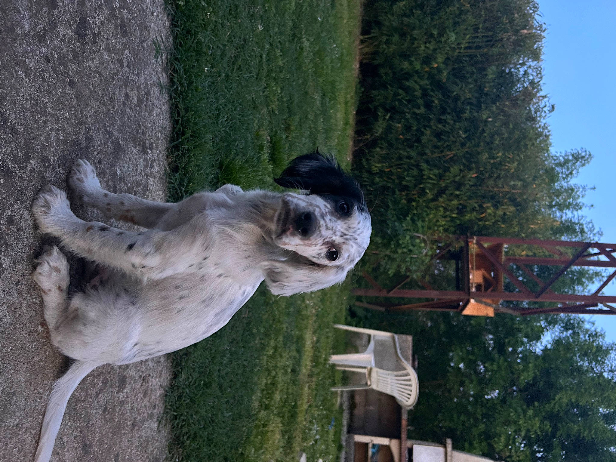 Viper a rejoint le concours — aidez-le/la à gagner de superbes lots ! art, canidae, dog_breed, fawn, grass, plant, sculpture, skull, sky, snout, sporting_group, tail, tree, trunk, wood, working_animal