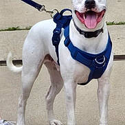 Zeus is registered to the contest to win money with this photo: dog, white_dog, harness, leash, sidewalk, outdoor, pet, canine, happy, tongue_out, smiling, animal, walking, grass, pavement, footwear, shoe, person_partial, nature, daytime