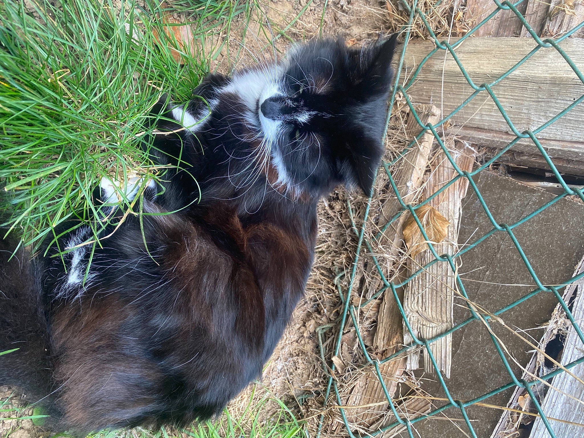 Dipstick is registered to the contest to win money with this photo: carnivore, cat, dog_breed, domestic_short_haired_cat, felidae, fence, fur, grass, groundcover, mesh, plant, small_to_medium_sized_cats, snout, tail, terrestrial_animal, tree, twig, whiskers, wildlife, wire_fencing