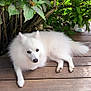 dog, white_dog, fluffy, pet, canine, outdoor, wooden_deck, greenery, bush, flowers, pink_flowers, nature, relaxed, resting, fur, animal, companion, cute, paw, portrait