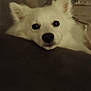 Simba participe au concours pour gagner de l'argent avec cette photo : dog, white_dog, pet, couch, sofa, indoor, living_room, furniture, pillows, fur, ears, face, nose, eyes, resting, cozy, home, animal, canine, cute