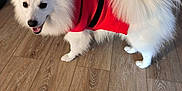 Simba participe au concours pour gagner de l'argent avec cette photo : animal, canine, companion, curious, dog, domestic, ears, fluffy, fur, happy, house, indoor, mouth_open, pet, red_sweater, small_dog, standing, tail, white_dog, wooden_floor