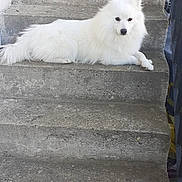 Simba a rejoint le concours — aidez-le/la à gagner de superbes lots ! dog, white_dog, stairs, concrete, pet, animal, fluffy, laying_down, outdoor, calm, quiet, paw, fur, side_view, resting, quiet_moment, canine, domestic_animal, step, relaxed