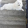 dog, white_dog, stairs, concrete, pet, animal, fluffy, laying_down, outdoor, calm, quiet, paw, fur, side_view, resting, quiet_moment, canine, domestic_animal, step, relaxed
