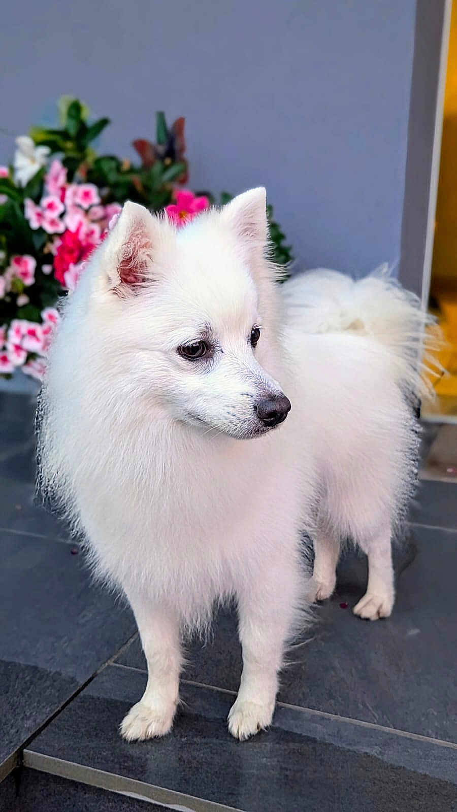 Simba a rejoint le concours — aidez-le/la à gagner de superbes lots ! dog, white_dog, fluffy, pet, animal, standing, outdoor, flowers, pink_flowers, green_leaves, side_view, fur, canine, small_dog, garden, nature, portrait, cute, alert, domestic_animal