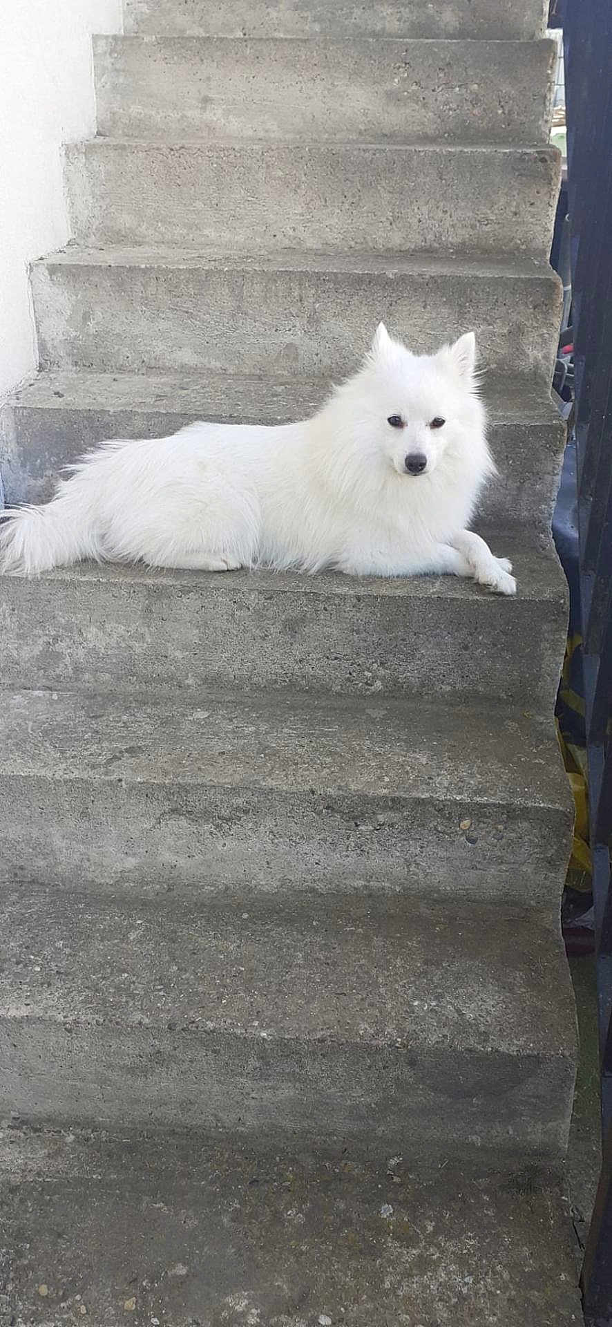 Simba
