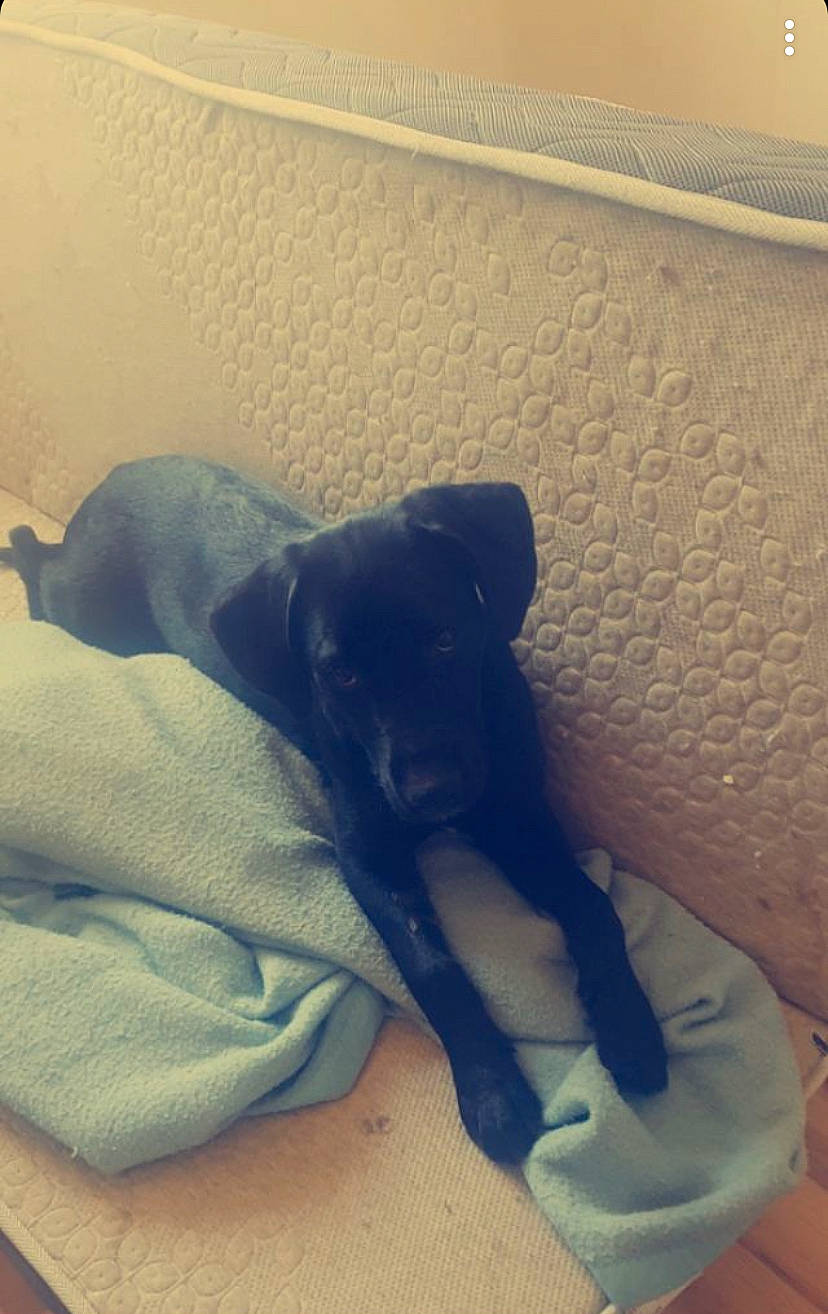 Rodka a rejoint le concours — aidez-le/la à gagner de superbes lots ! canidae, carnivore, comfort, companion_dog, dog, dog_breed, fawn, flooring, fur, hardwood, linens, nap, paw, shadow, snout, sporting_group, tail, tints_and_shades, wood, working_animal