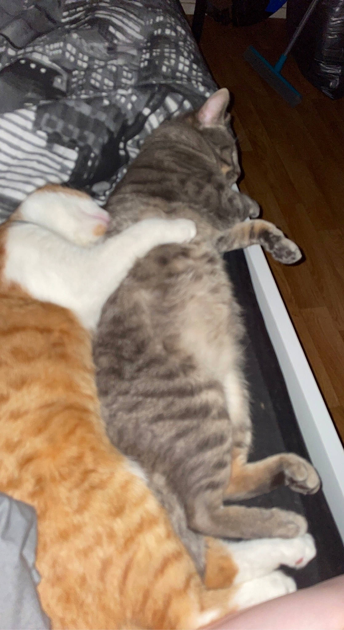 Rodka participe au concours pour gagner de l'argent avec cette photo : carnivore, cat, claw, comfort, domestic_short_haired_cat, fawn, felidae, flooring, fur, hardwood, human_leg, nap, paw, sleep, small_to_medium_sized_cats, tail, whiskers, wood