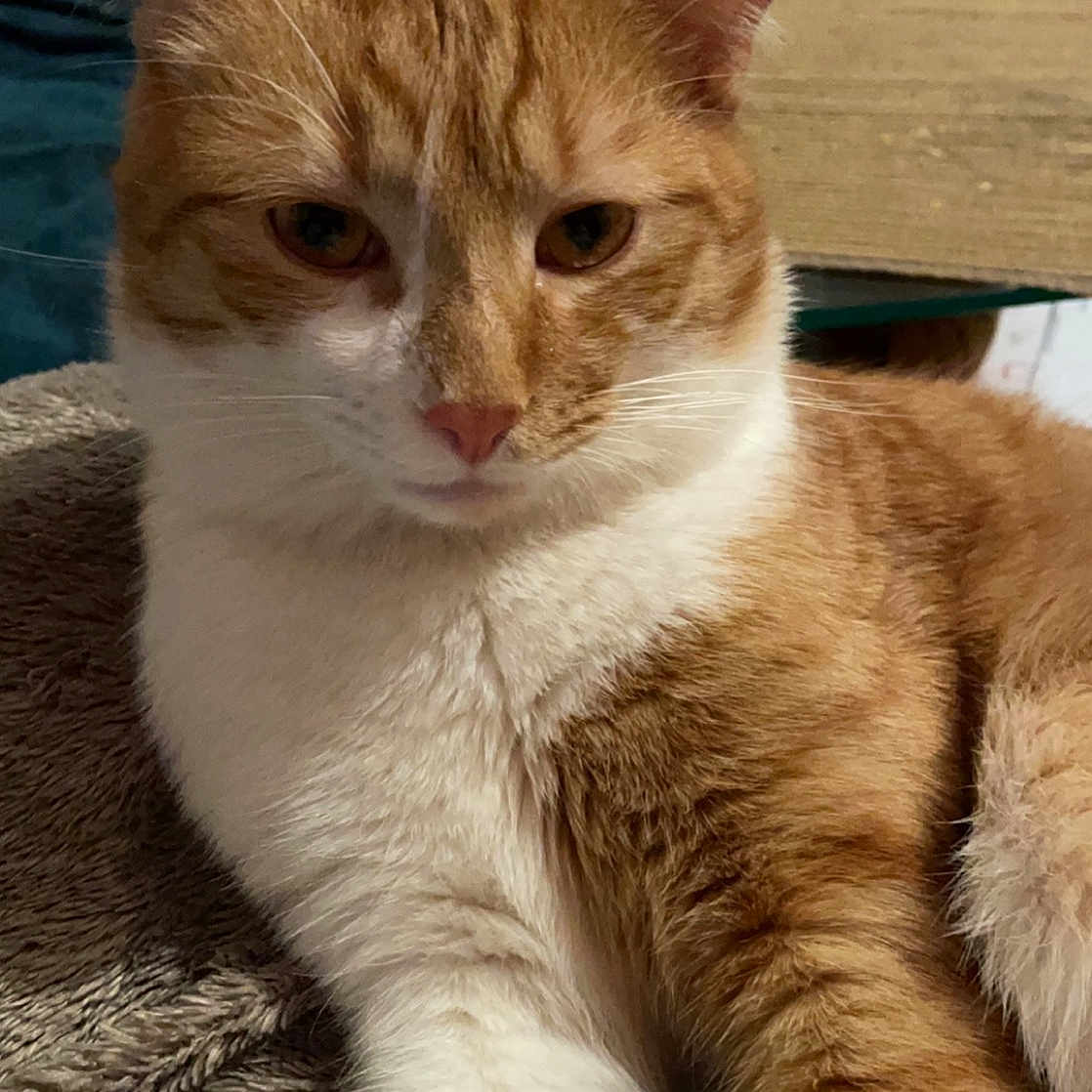 Garfield