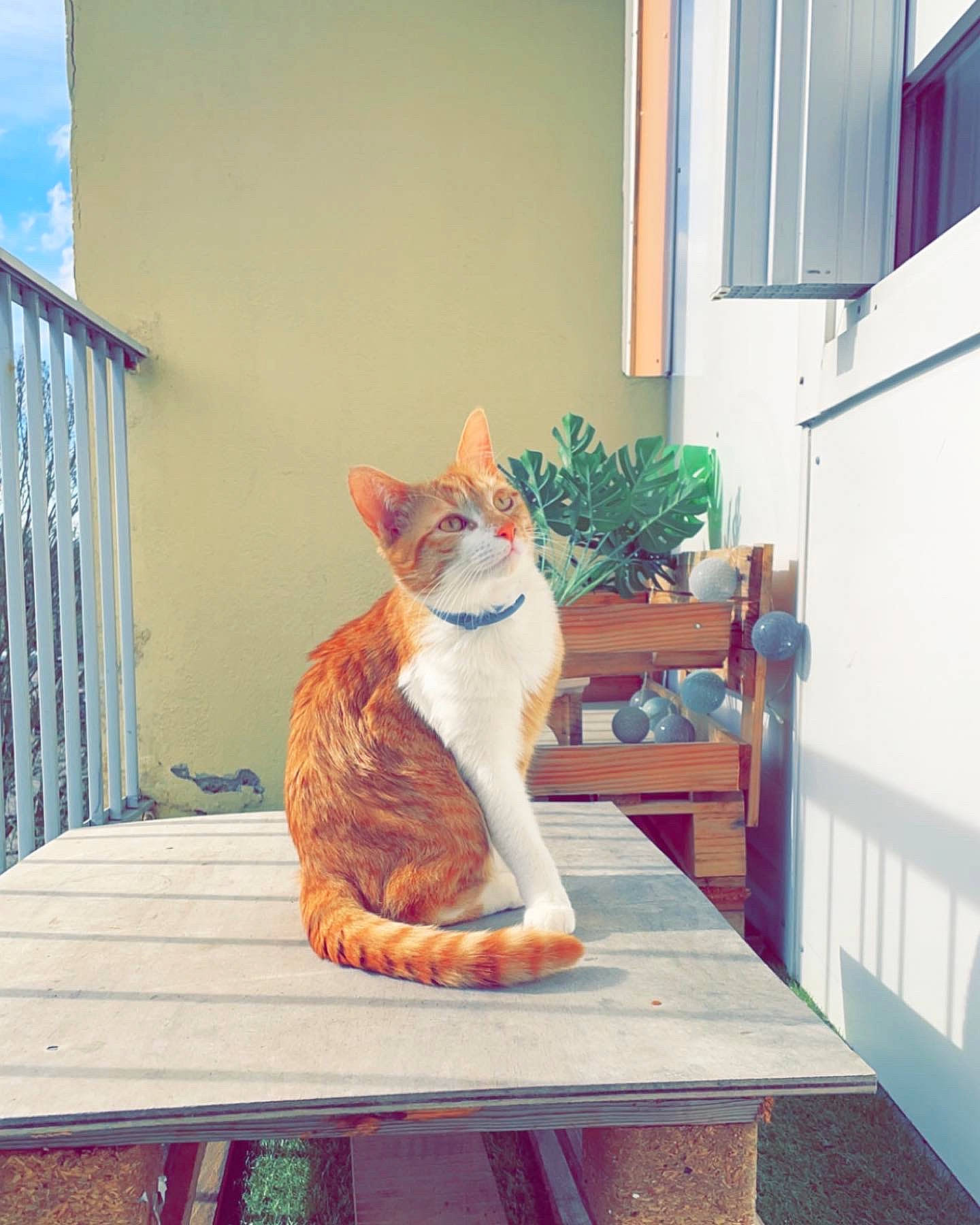 Garfield a rejoint le concours — aidez-le/la à gagner de superbes lots ! art, blue, carnivore, cat, domestic_short_haired_cat, fawn, felidae, flowerpot, fur, houseplant, outdoor_furniture, plant, rectangle, room, small_to_medium_sized_cats, table, tail, whiskers, window, wood