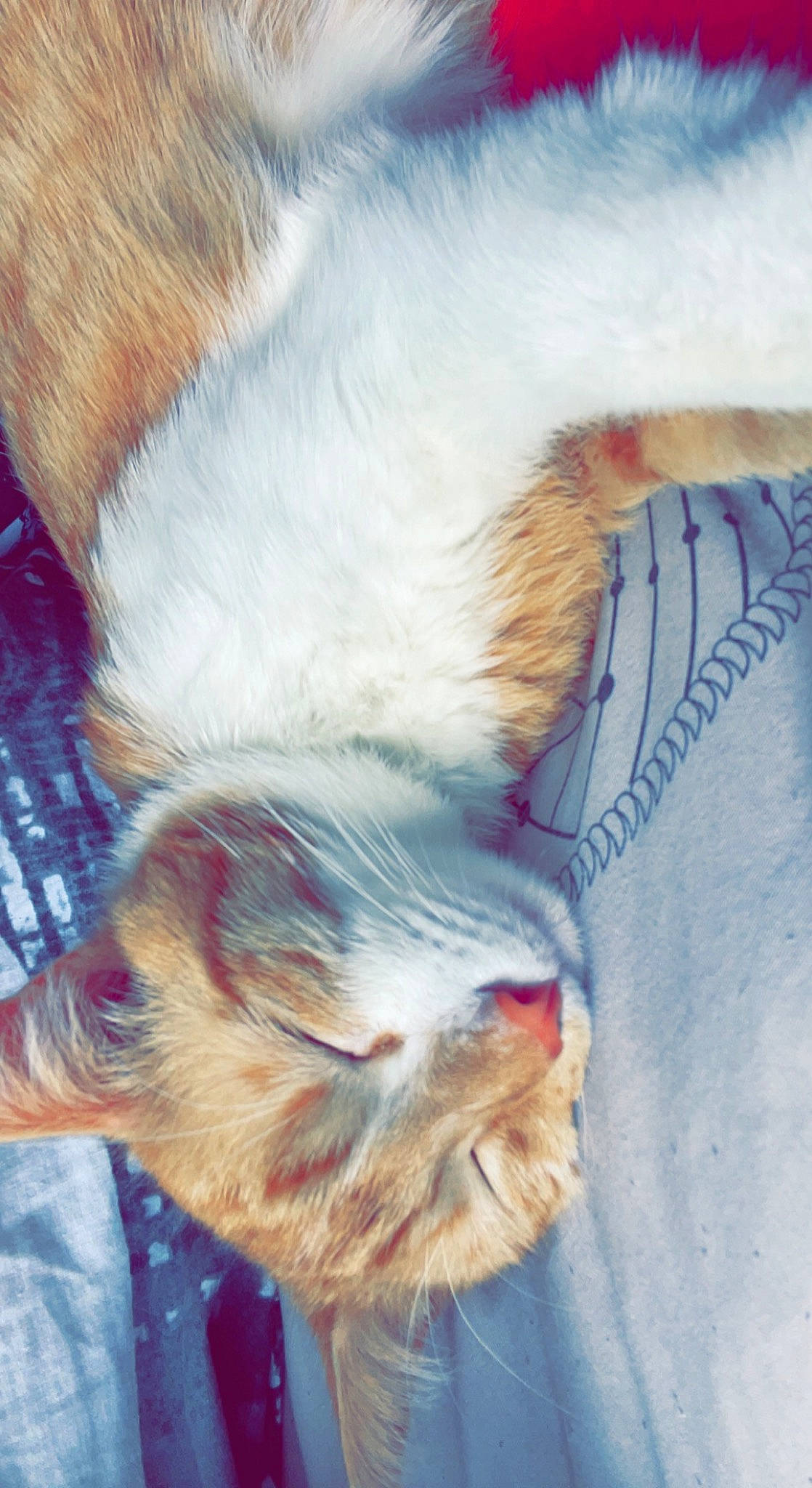 Garfield participe au concours pour gagner de l'argent avec cette photo : carnivore, cat, claw, close_up, domestic_short_haired_cat, ear, fawn, felidae, foot, fur, human_leg, leg, mammal, nap, paw, small_to_medium_sized_cats, snout, tail, vertebrate, whiskers