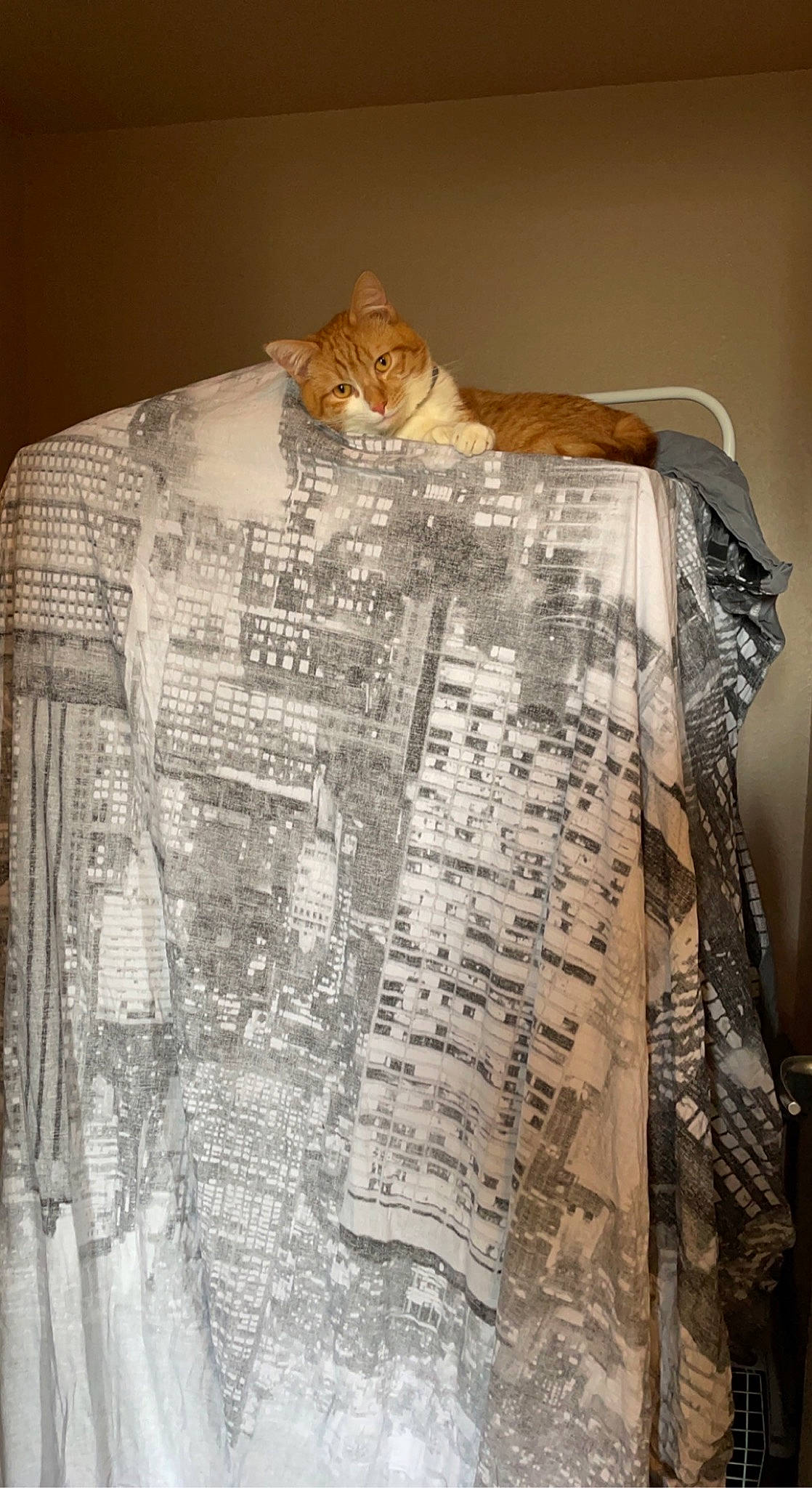 Garfield a rejoint le concours — aidez-le/la à gagner de superbes lots ! ancient_history, art, artifact, cat, domestic_short_haired_cat, felidae, flooring, font, fur, history, linens, paper, paper_product, pattern, rock, sleeve, small_to_medium_sized_cats, whiskers, wood
