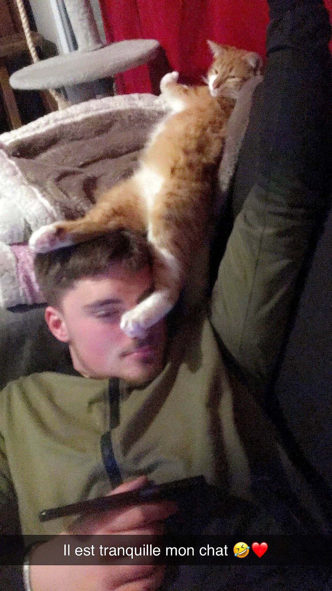 Garfield participe au concours pour gagner de l'argent avec cette photo : beard, canidae, carnivore, cat, comfort, companion_dog, couch, domestic_short_haired_cat, ear, fawn, felidae, fur, jaw, mouth, paw, photo_caption, small_to_medium_sized_cats, snout, tail, whiskers