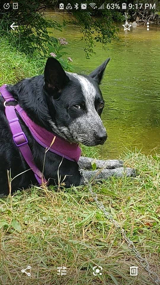 Bellablu