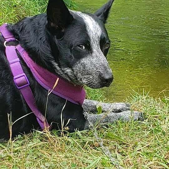 Bellablu