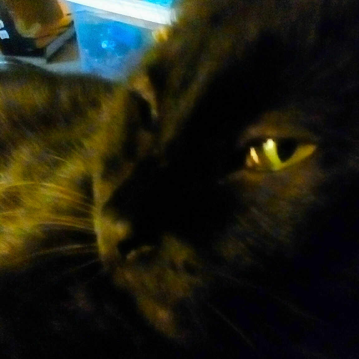 Blackie joined the competition — help win amazing prizes! animal, blackcat, cat, head, kitten, manx, person, pet