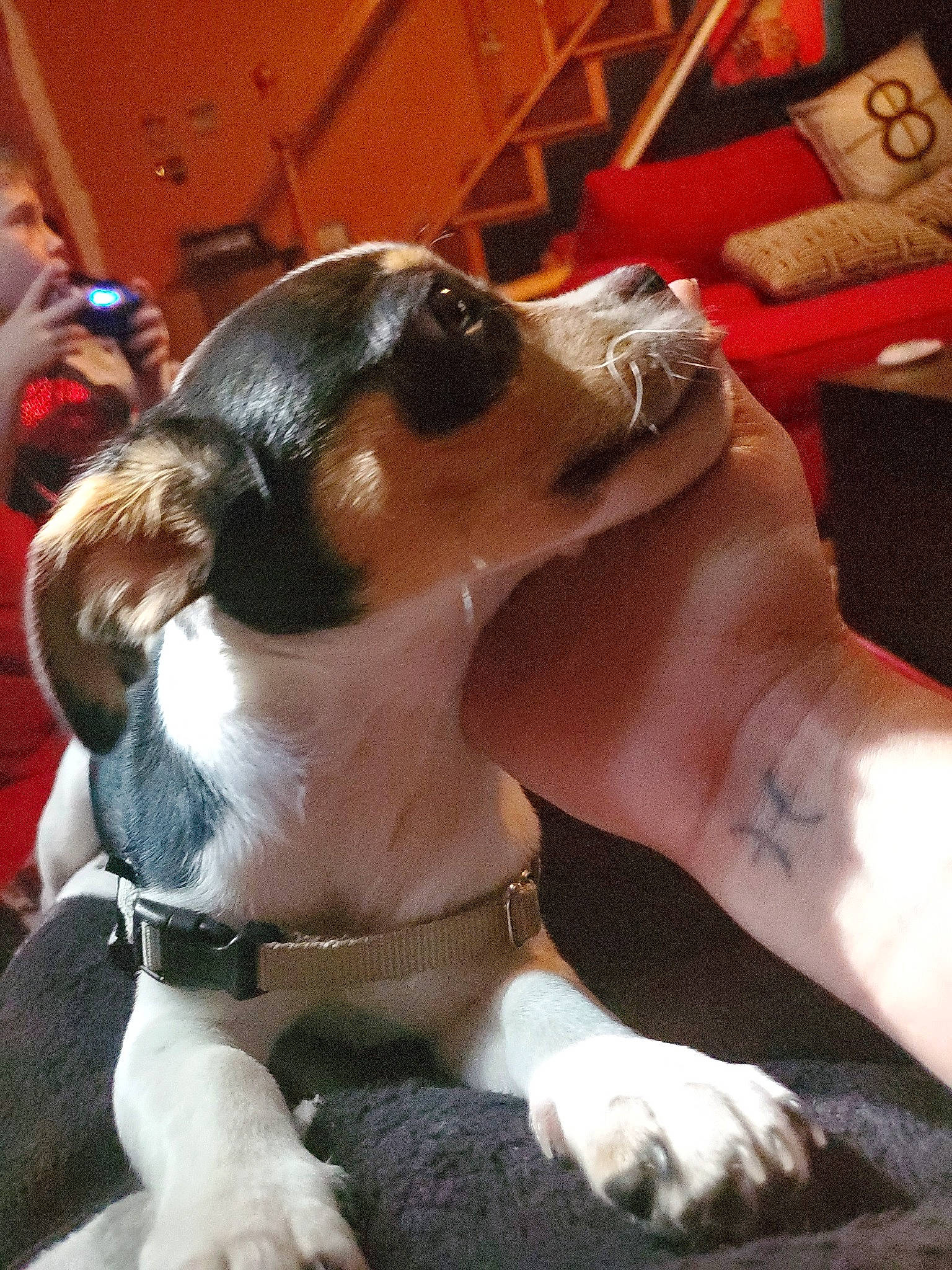 Mully joined the competition — help win amazing prizes! canidae, carnivore, companion_dog, danish_swedish_farmdog, dog, dog_breed, ear, fox_terrier, mammal, puppy, puppy_love, rat_terrier, ratonero_bodeguero_andaluz, snout, sporting_group, toy_fox_terrier, vertebrate