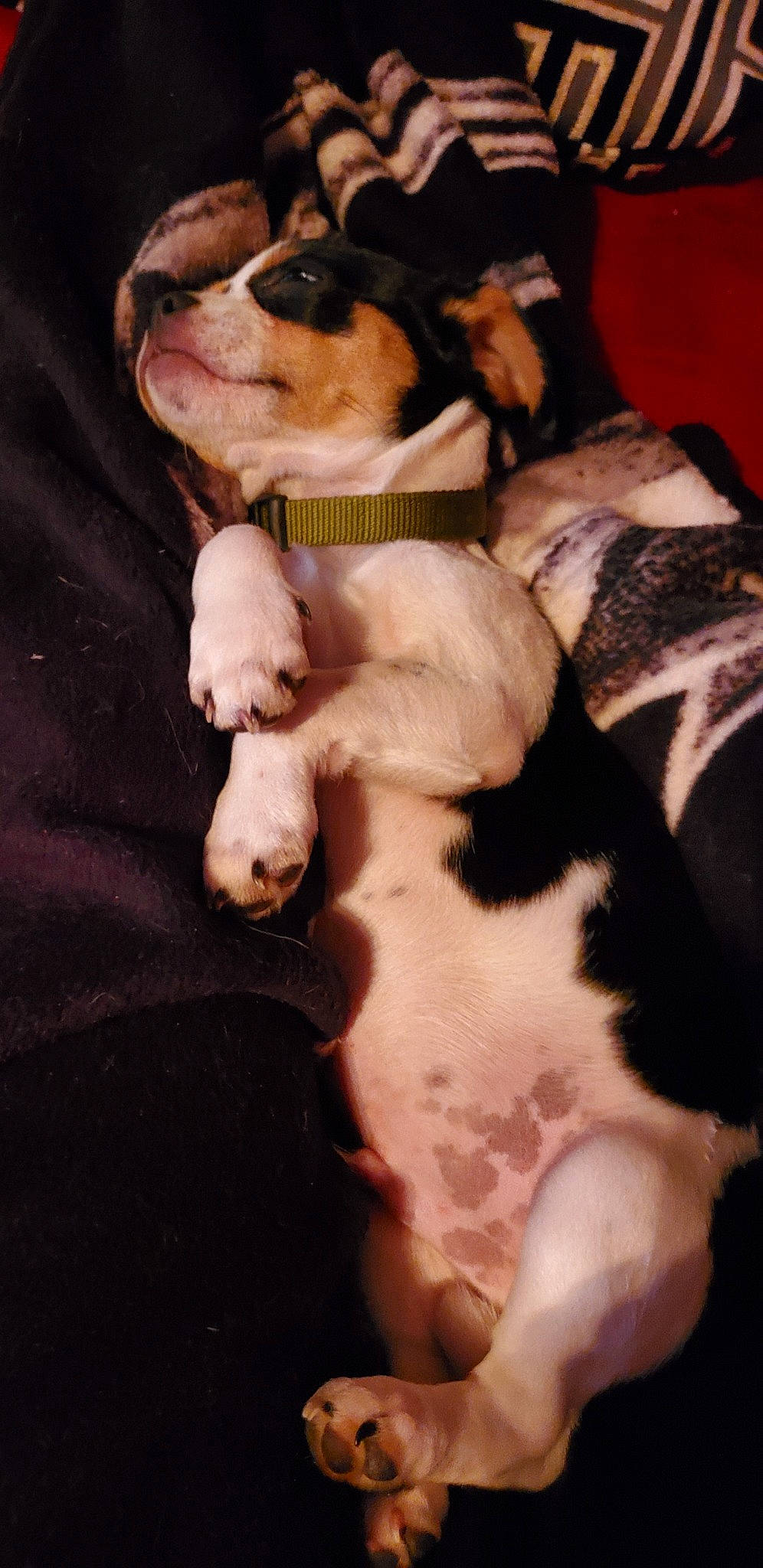 Mully joined the competition — help win amazing prizes! canidae, carnivore, companion_dog, dog, dog_breed, puppy, puppy_love